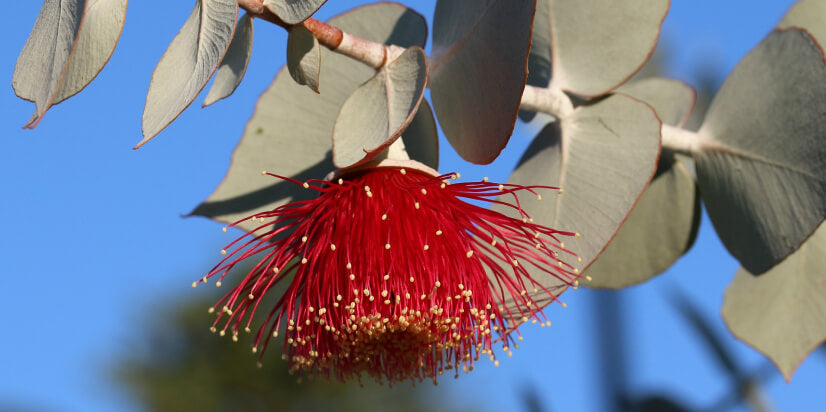 How to Enjoy Pain Relief With Eucalyptus Oil