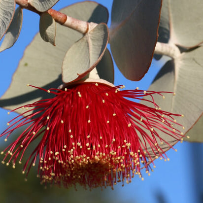 How to Enjoy Pain Relief With Eucalyptus Oil